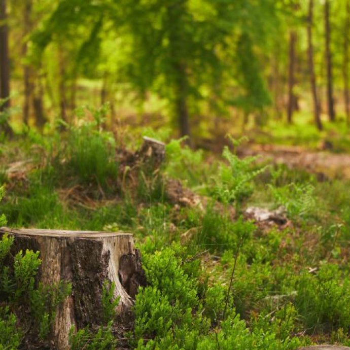COMUNICAÇÃO DA COMISSÃO DOCUMENTO DE ORIENTAÇÃO para o Regulamento (UE) 2023/1115 sobre os produtos não associados à desflorestação COMUNICAÇÃO DA COMISSÃO DOCUMENTO DE ORIENTAÇÃO para o Regulamento (UE) 2023/1115 sobre os produtos não associados à desflorestação