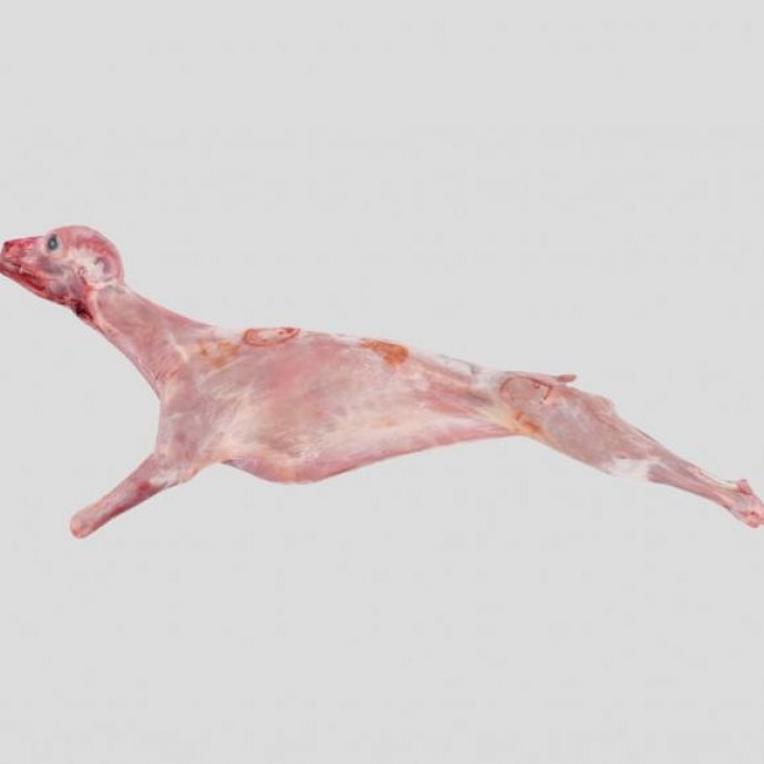 Despacho n.º 13301/2024 - atualiza as medidas nacionais para a produção de cabrito e borrego com cabeça e fressura, bem como de cabrito «estonado» Despacho n.º 13301/2024 - atualiza as medidas nacionais para a produção de cabrito e borrego com cabeça e fressura, bem como de cabrito «estonado»