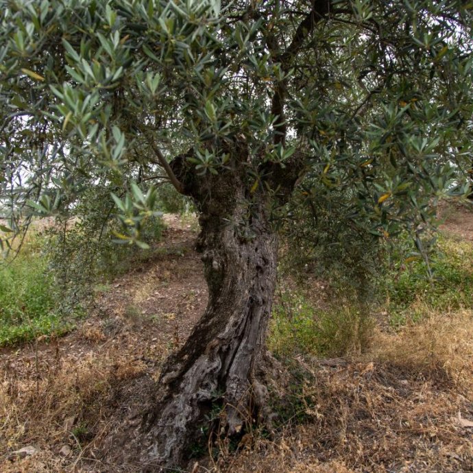 Esclarecimento Técnico n.º 13/DGAV/2024 - Movimento de Árvores Adultas: Fruteiras ou Ornamentais - Requisitos a Cumprir Esclarecimento Técnico n.º 13/DGAV/2024 - Movimento de Árvores Adultas: Fruteiras ou Ornamentais - Requisitos a Cumprir