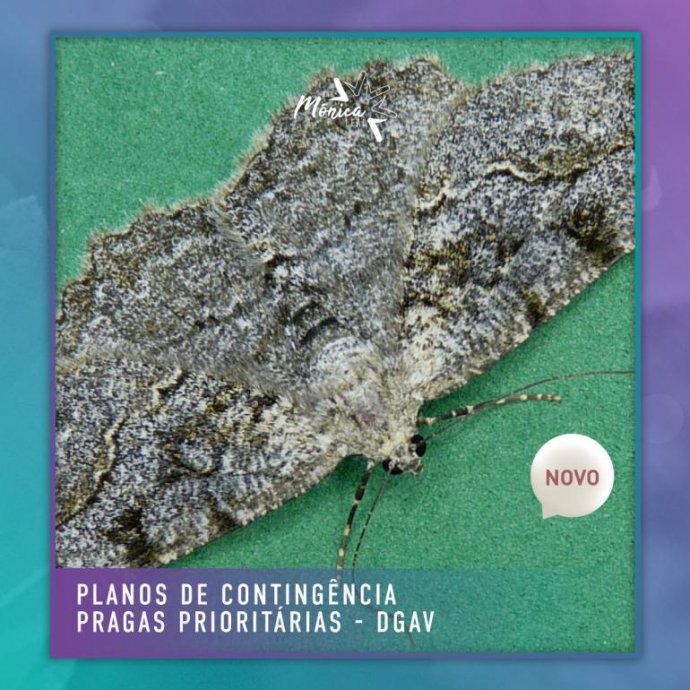 Planos de Contingência referentes às pragas prioritárias