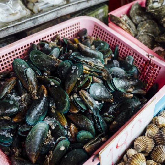 Portaria n.º 208/2026/1 - Estabelece as regras de armazenamento, comercialização e transporte de moluscos bivalves, equinodermes, tunicados e gastrópodes marinhos vivos (moluscos bivalves vivos)