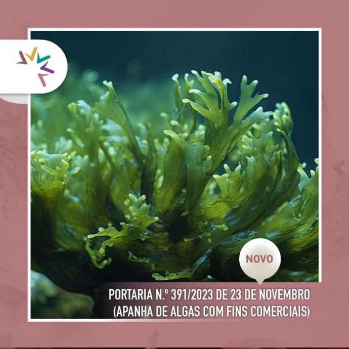 Portaria n.º 391/2023 de 23 de novembro (Apanha de algas com fins comerciais)  Portaria n.º 391/2023 de 23 de novembro (Apanha de algas com fins comerciais)