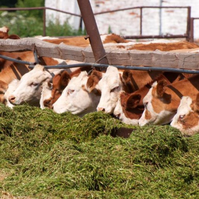 RECOMENDAÇÃO (UE) 2026/2297 -  relativa à monitorização dos nitratos e dos nitritos nos alimentos para animais e à prevenção da presença de nitratos e nitritos em determinadas matérias-primas para a alimentação animal
