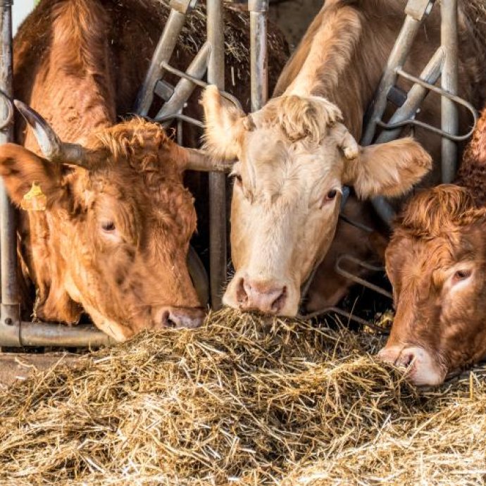 RECOMENDAÇÃO(UE) - relativa ao controlo da presença de substâncias perfluoroalquiladas (PFAS) nos alimentos para animais