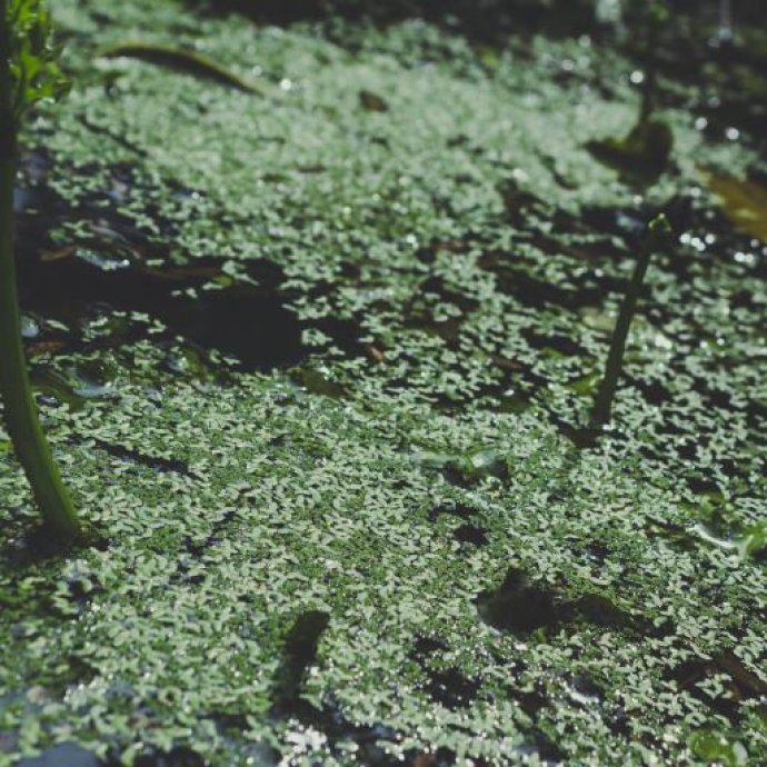 REGULAMENTO DE EXECUÇÃO (UE) 2025/153 DA COMISSÃO que autoriza a colocação no mercado dos vegetais de Lemna minor e Lemna gibba como novo alimento REGULAMENTO DE EXECUÇÃO (UE) 2025/153 DA COMISSÃO que autoriza a colocação no mercado dos vegetais de Lemna minor e Lemna gibba como novo alimento