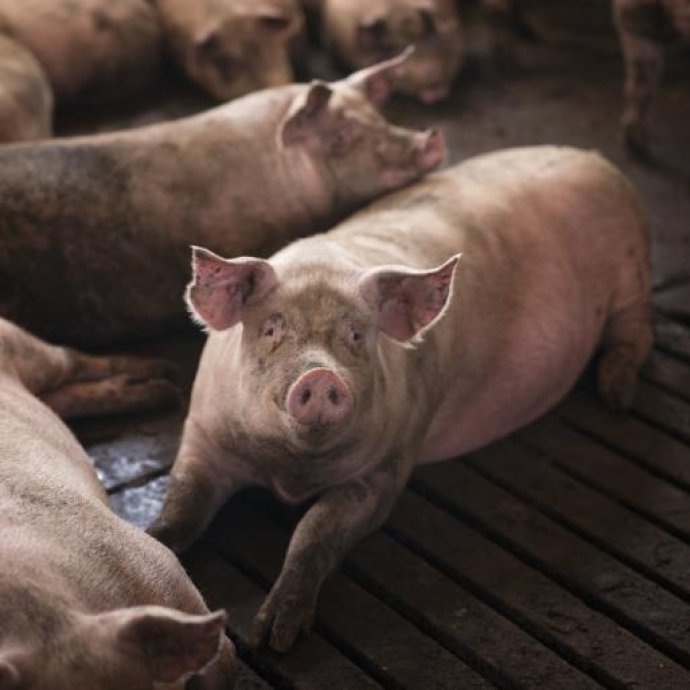 REGULAMENTO DE EXECUÇÃO (UE) 2025/506 DA COMISSÃO - altera o anexo I do Regulamento de Execução (UE) 2015/1375 sobre o método de referência e à autorização de «lumiVAST Trichinella» como método equivalente para a deteção de triquinas na carne de suínos domésticos REGULAMENTO DE EXECUÇÃO (UE) 2025/506 DA COMISSÃO - altera o anexo I do Regulamento de Execução (UE) 2015/1375 sobre o método de referência e à autorização de «lumiVAST Trichinella» como método equivalente para a deteção de triquinas na carne de suínos domésticos