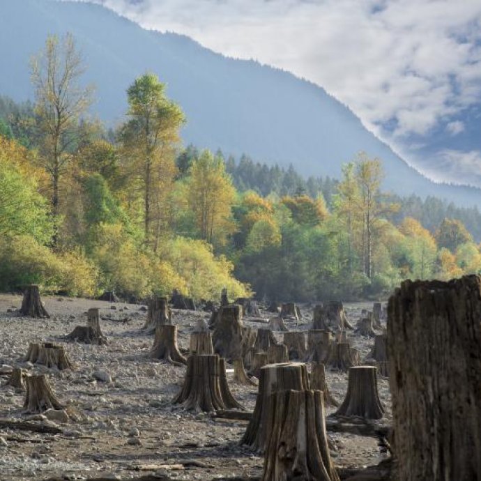 REGULAMENTO (UE) 2024/3234 DO PARLAMENTO EUROPEU E DO CONSELHO que altera o Regulamento (UE) 2023/1115 no que diz respeito às disposições relativas à data de aplicação REGULAMENTO (UE) 2024/3234 DO PARLAMENTO EUROPEU E DO CONSELHO que altera o Regulamento (UE) 2023/1115 no que diz respeito às disposições relativas à data de aplicação